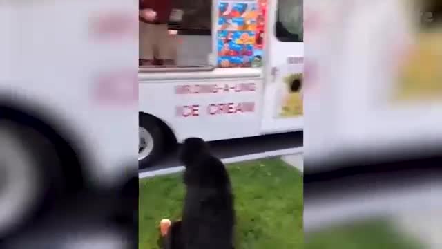 Must funny and educative dogs and cats