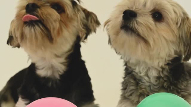 /video-of-dogs-with-balloons