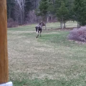 Young Bull Moose