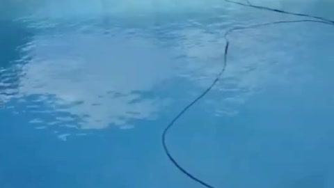 Robot Cleaning Pool Relax Ambience Dolphin Nautilus CC