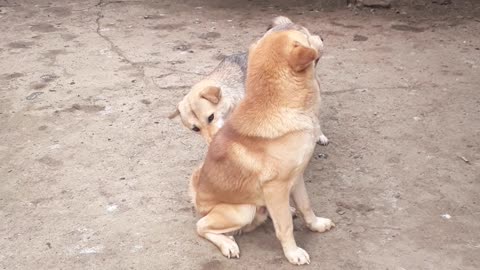 The love of two adorable dogs is the most wonderful thing