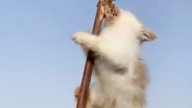 Funny baby animals videos - 6