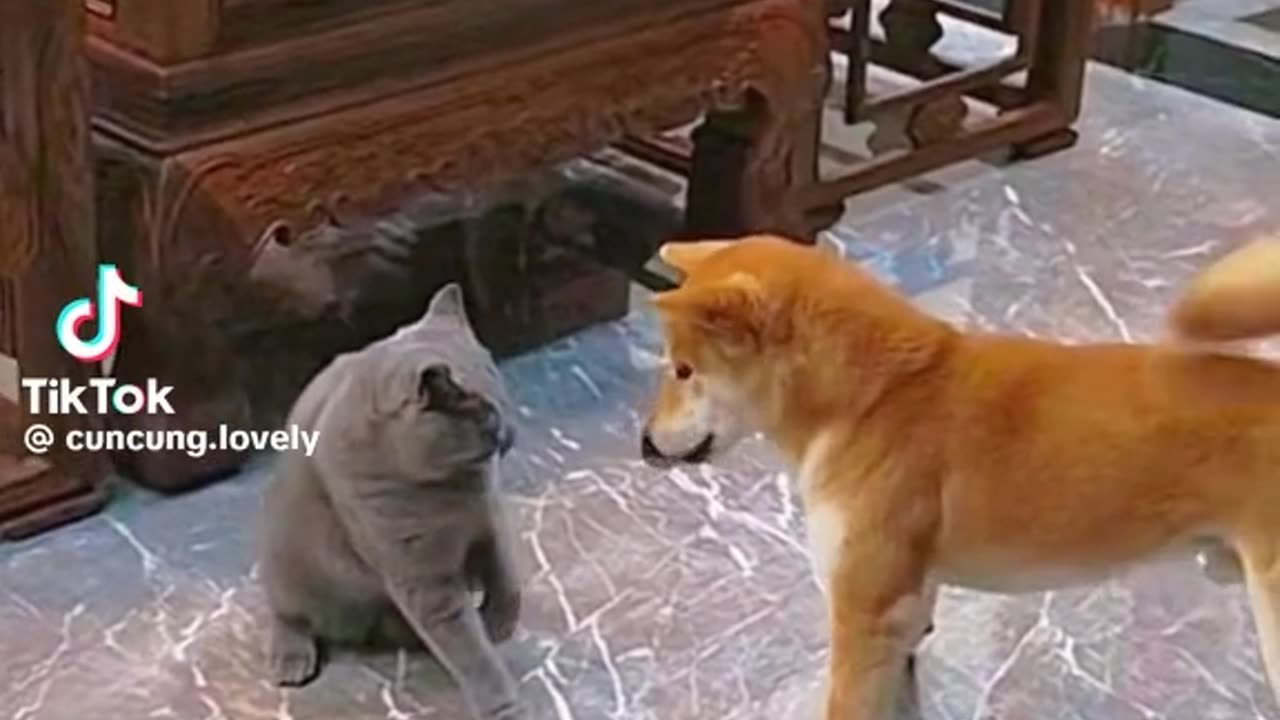 Funny animal video Cat vs dog