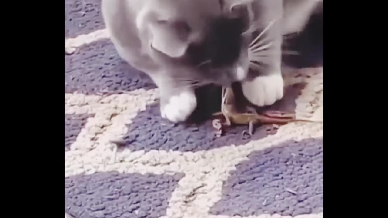 Funny animals