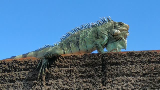 giant chameleon