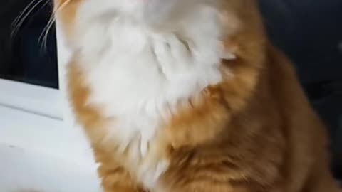 Singing Cat 🥰