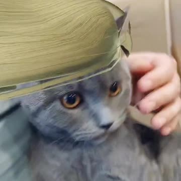 Why I Hate CAT WITH NICE HEIR