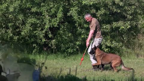 10 Commands Dogs should know: Basic Dog Training