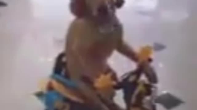 Cute Dog ridding | Funny Dog Video