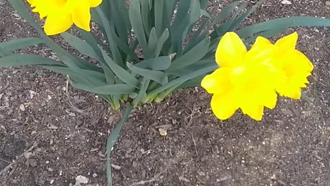 Daffodils