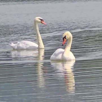 Beautiful swans by the river / beautiful animals.