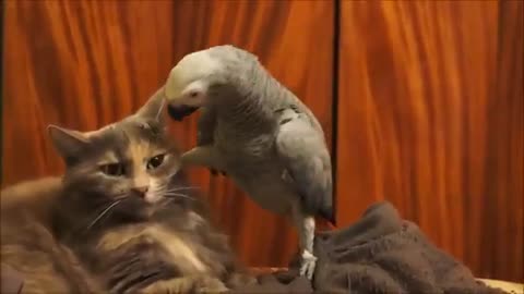 Friendship Between Parrot & Cat
