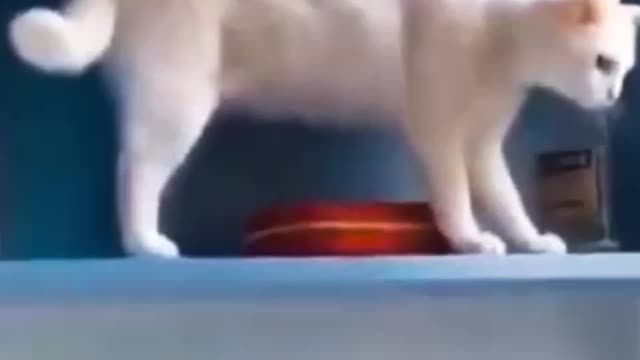 😂I will drop everything I am not happy funny cats