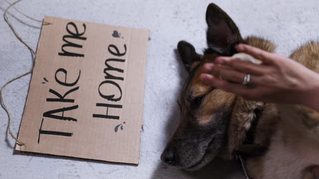 A Dog Nibbling While Lying down