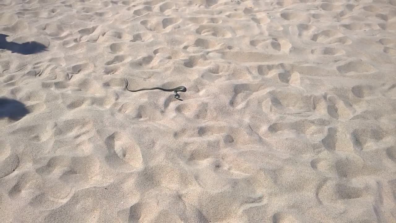 snake on the beach