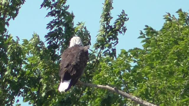 381 Toussaint Wildlife - Oak Harbor Ohio - Eagle Loves The Spot Light