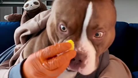 Pitbull eats like a gentleman at the dinner table