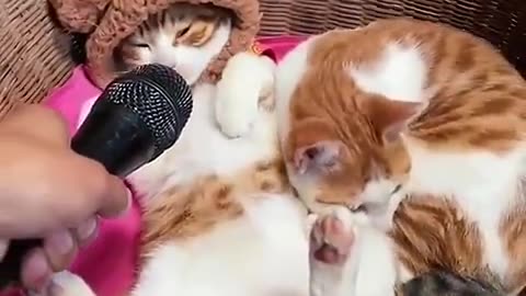 Cat funny video movie 😹😹#cat #viral