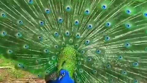 Bedardi Se Pyar Ka ( Morning 🌞 Dance of Peacock 🦚 )