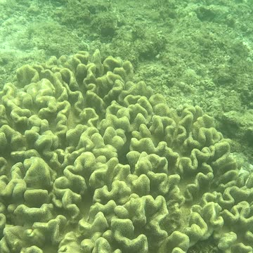Snorkeling Adventures Philippines. So many tiny fish near the shore