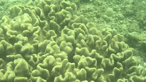 Snorkeling Adventures Philippines. So many tiny fish near the shore