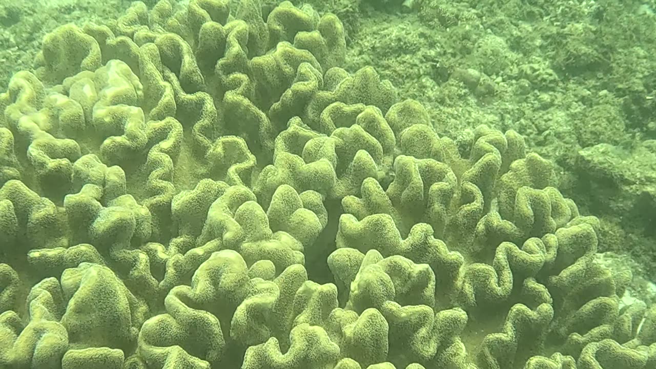 Snorkeling Adventures Philippines. So many tiny fish near the shore