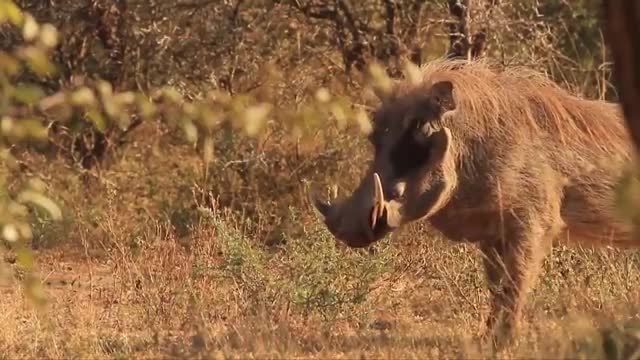 African Wildlife In Action! Warthog Tossing Leopard To The Air To Save Baby_Cut.mp4