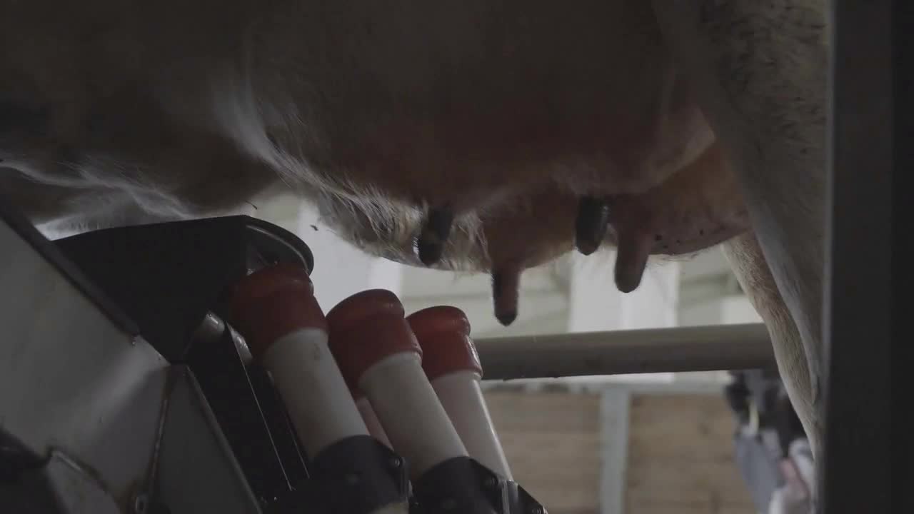 Milking machine, milking cows close-up. Machine Milking Sheep on a Farm