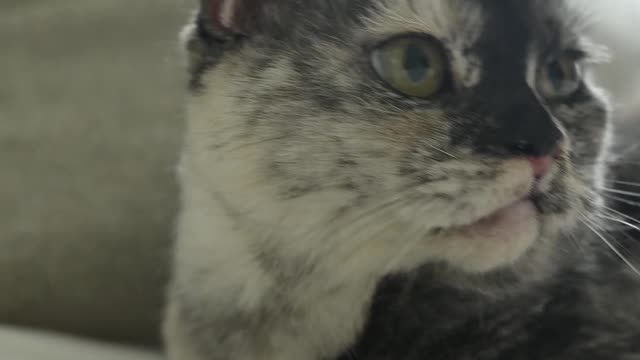 Close-Up View of a Cat Looking Around