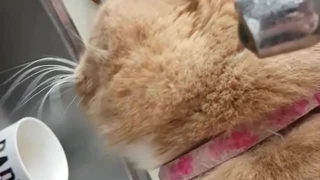 Orange cat licks water from sink faucet