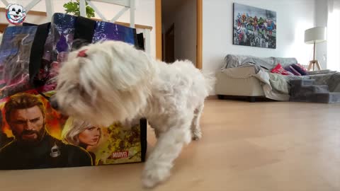 Mi perro pasa 24 HORAS siendo un GATO en la vida Real