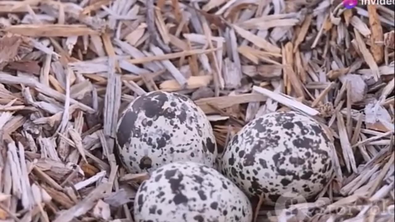 Discover the Southern Banded Snake Eagle a Coastal Marvel