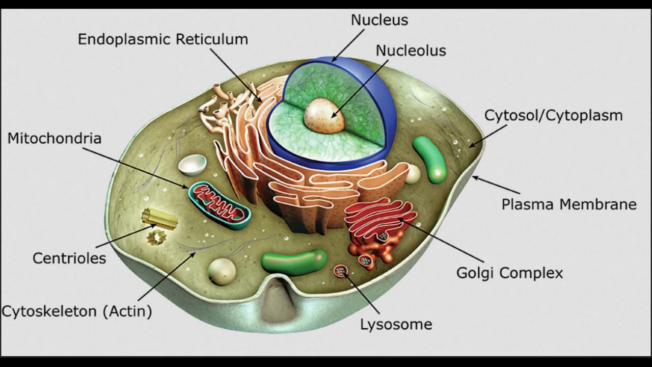 Cell Basics