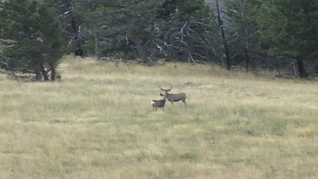 How wide is this buck?