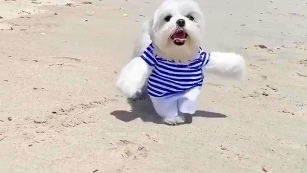Funny animals