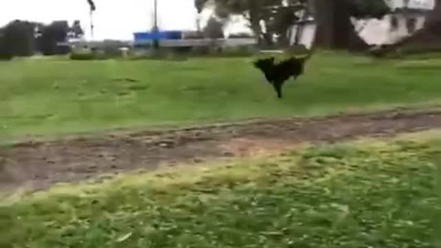 Cute dog And Funny Pets