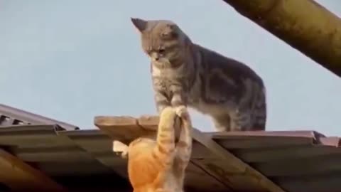 IFKYK - Lion King