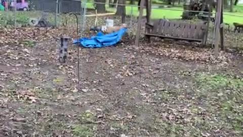 Dog Plays Keep Away With Her Human's Tarp