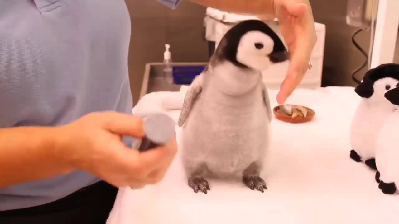 Do you want to have such a cute little penguin?