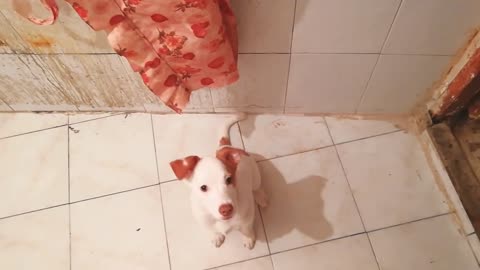 تدريب جاك راسل طاعه jack russell