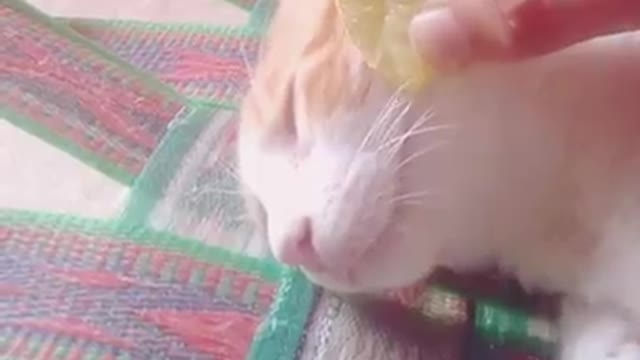 Lemon prank with my cat