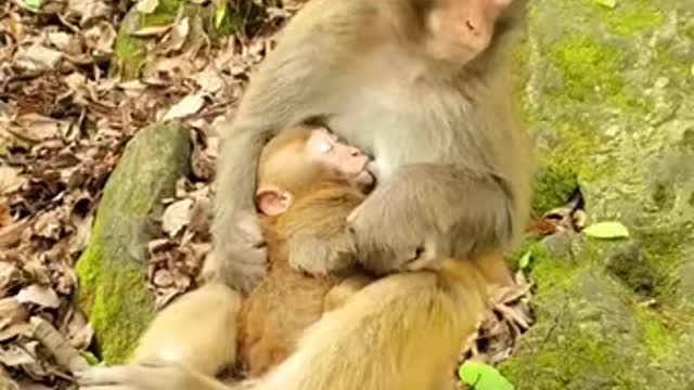 Lovely and Funny animals Lovely Monkeys