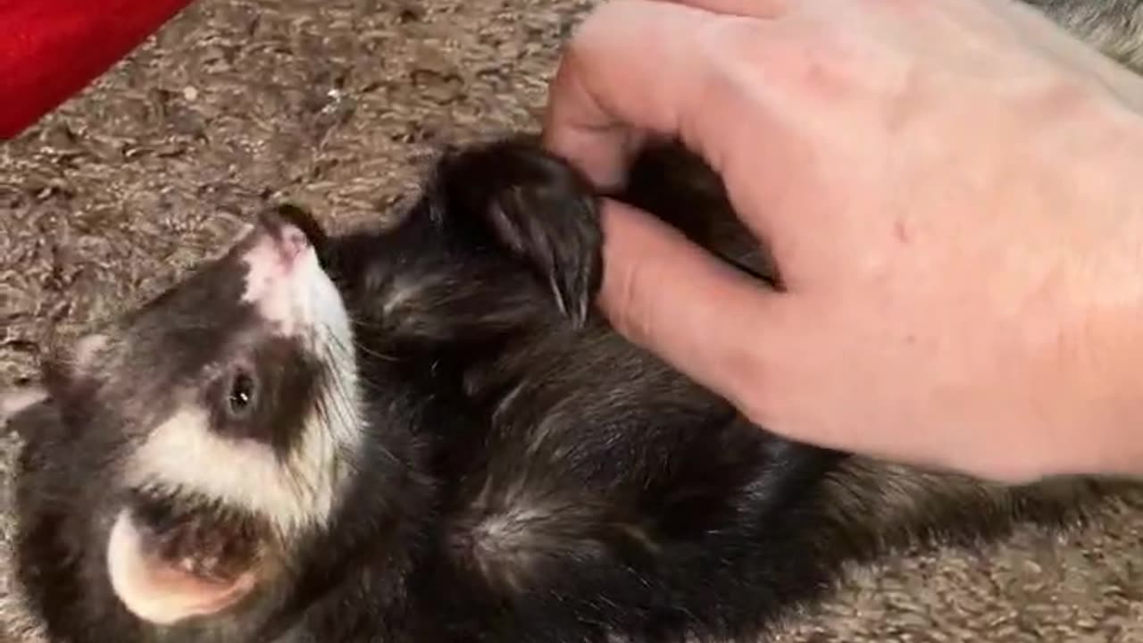 Kyle the ferret being sleepy