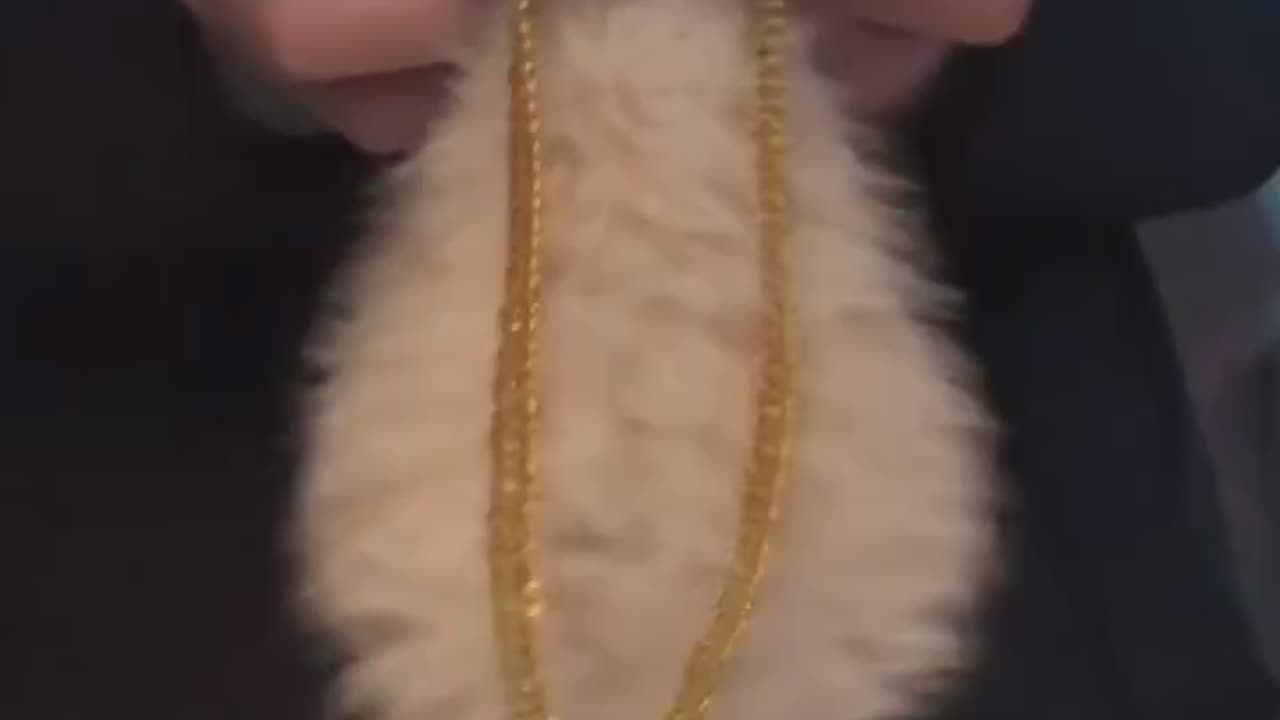 Cat dance
