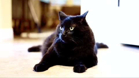 "Funny Cat"