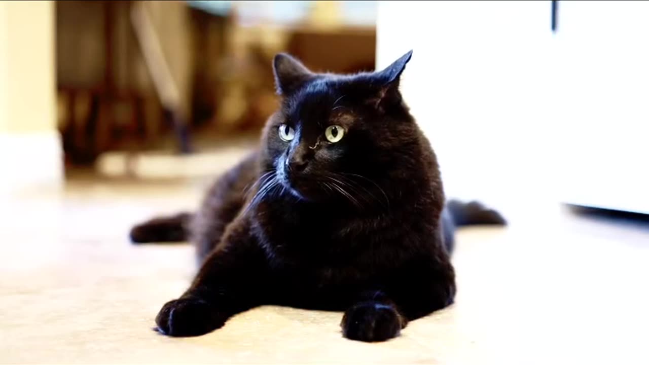 "Funny Cat"