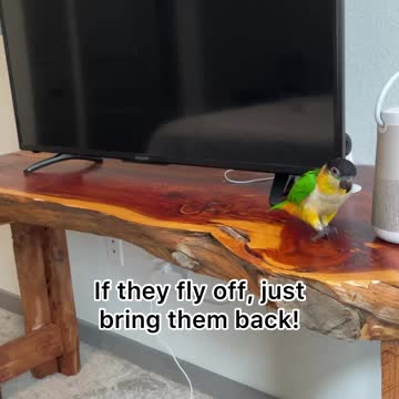 How to potty train your bird: