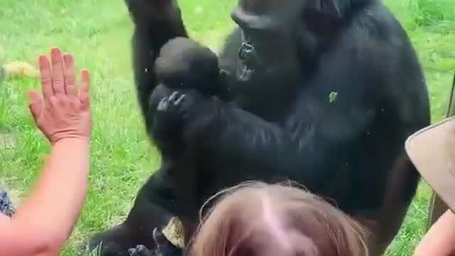 Mother gorilla shows off her baby