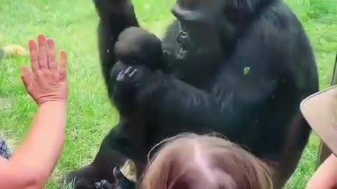 Mother gorilla shows off her baby