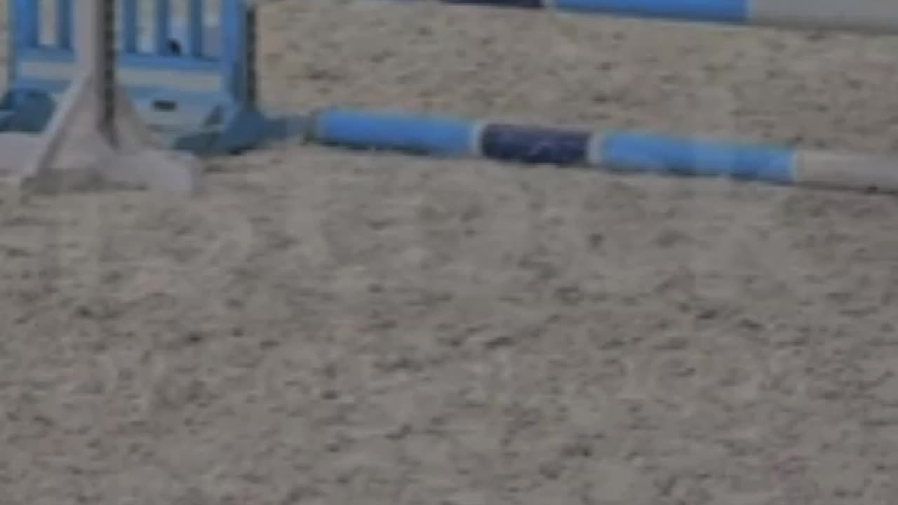 horse jumping edit